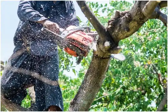 tree services Leonard